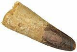 Robust Real Spinosaurus Tooth - Feeding Worn Tip #302852-1